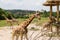 Giraffes at an open range zoo. Giraffe feeding.