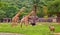 Giraffes, ostrich and an Oryx at an open zoo in Thailand