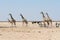 Giraffes and other animals at waterhole