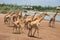 Giraffes photographed in Safari World park in Bangkok