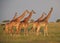 Giraffes on the plains in Africa