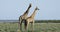 Giraffes on plains of Etosha National Park