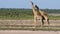 Giraffes on the plains of Etosha National Park