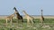 Giraffes on plains of Etosha National Park