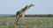 Giraffes play fighting - Etosha