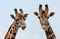 Giraffes portrait