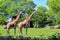 Giraffes Posing