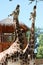 Giraffes reaching up with its long neck to eat the leaves of a tall green tree