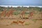Giraffes Run with Gazelles at Murchison Falls Ugan