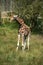 Giraffes running if field on sunny day Giraffa Camelopardalis