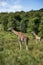 Giraffes running if field on sunny day Giraffa Camelopardalis