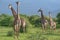 Giraffes in savana