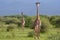 Giraffes in savana