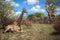 Giraffes on savanna in South Africa