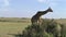 Giraffes in the savannah in the Tsavo East and Tsavo West National Park