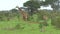 Giraffes in the savannah in the Tsavo East and Tsavo West National Park