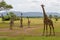 Giraffes in Serengeti