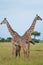 Giraffes at Serengeti national park, Tanzania, Africa