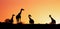 Giraffes silhouetted against sunrise