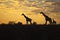 Giraffes silhouetted against sunrise sky