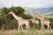 Giraffes in South Africa