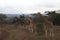 Giraffes stand in a grassy field near a rural dirt road