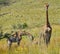 Giraffes standing in the field