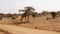 Giraffes Standing Near The Acacia Tree In The Arid Reserve Samburu