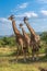 Giraffes standing in the savannah