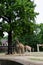 Giraffes standing in their yard at zoo