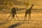 Giraffes at sunrise - Kalahari desert