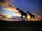 Giraffes at Sunset in Africa