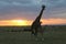 Giraffes at sunset in the wild maasai mara