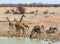 Giraffes taking a drink, with zebras joining the queue