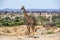 Giraffes in Tarangire