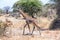 Giraffes in Tarangire