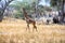 Giraffes in Tarangire