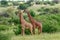 Giraffes in the Tsavo East, Tsavo West and Amboseli National Park