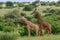 Giraffes in the Tsavo East, Tsavo West and Amboseli National Park