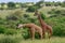 Giraffes in the Tsavo East, Tsavo West and Amboseli National Park