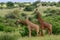 Giraffes in the Tsavo East, Tsavo West and Amboseli National Park