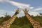 Giraffes in the Tsavo East and Tsavo West National Park