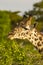 Giraffes in Tsavo west national park kenya Africa Eating with tounge out