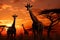 Giraffes in twilight a transformed scene beneath the setting sun