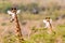 Giraffes Two Alert Wildlife