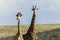 Giraffes Two Portrait