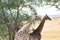 Giraffes under african camel thorn tree, Tanzania