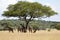 Giraffes under tree