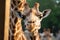 Giraffes up close portrait, observing you from the house window