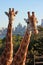 Giraffes in urban zoo